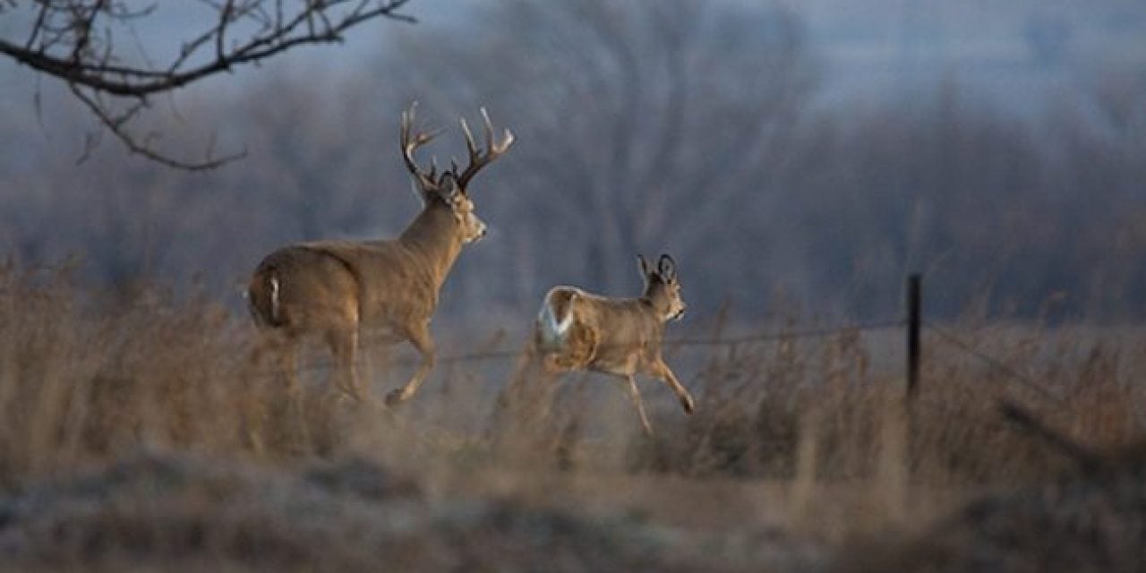 2017 Whitetail Rut Forecast and Predictions