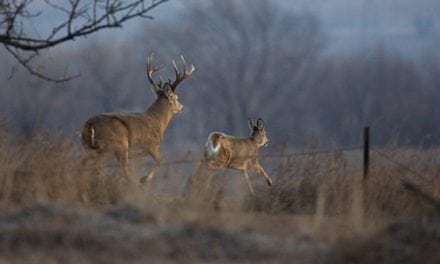 2017 Whitetail Rut Forecast and Predictions