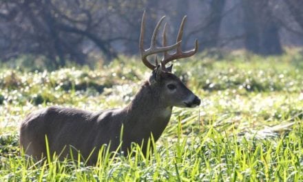 6 Food Plot Tips That Will Prove It’s Not Too Late to Better Your Odds