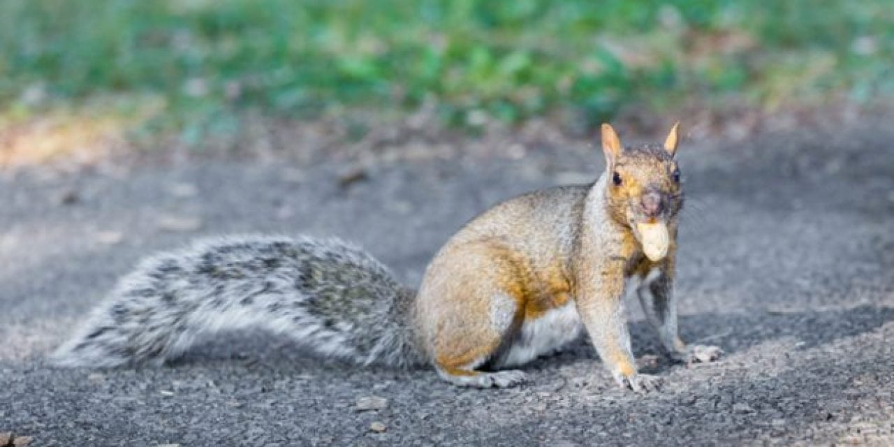 A Reason to Small Game Hunt: Aggressive Squirrel Terrorizes Park-Goers