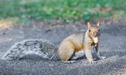 A Reason to Small Game Hunt: Aggressive Squirrel Terrorizes Park-Goers