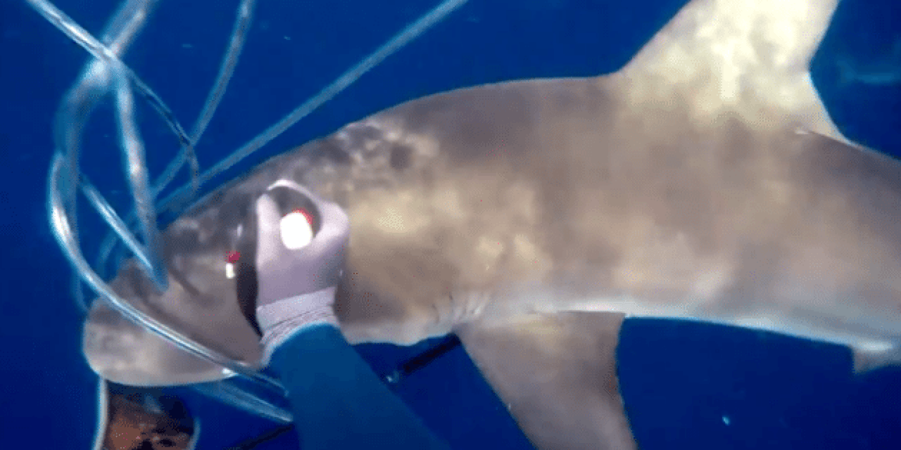 Absolutely Insane Footage of Spearfisherman Fending Off Sharks With His Hands and Knife