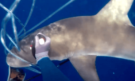 Absolutely Insane Footage of Spearfisherman Fending Off Sharks With His Hands and Knife