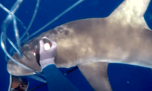 Absolutely Insane Footage of Spearfisherman Fending Off Sharks With His Hands and Knife