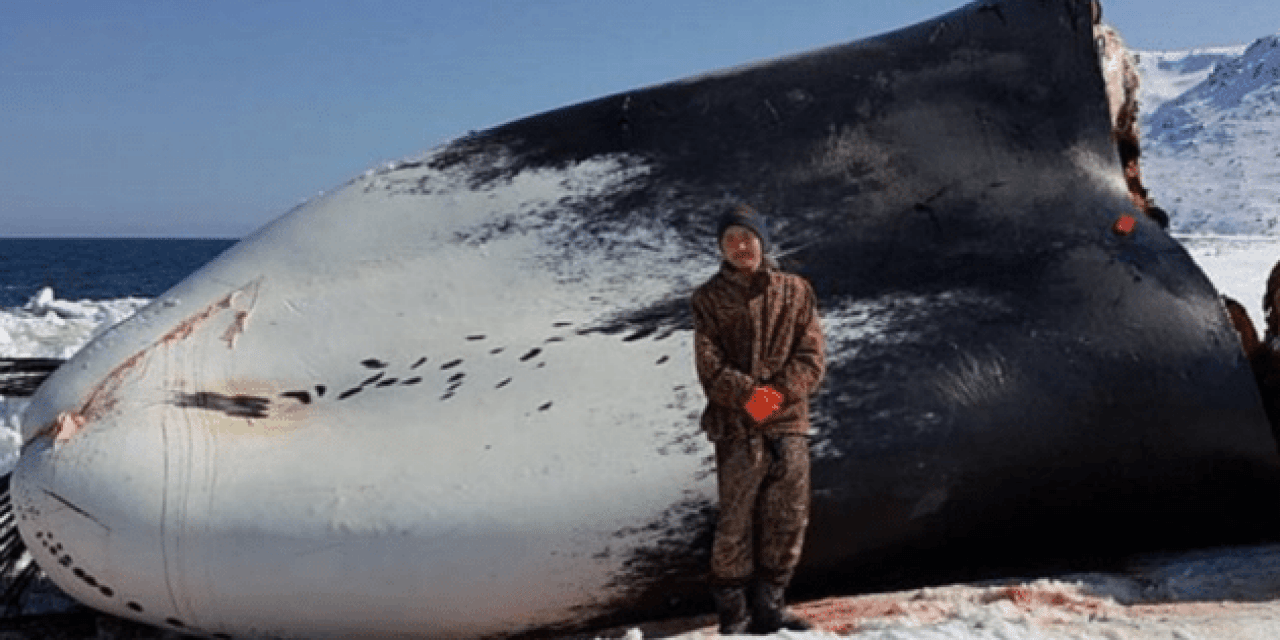 Alaskan Boy Harassed by Loony Animal Rights Activists for Killing a Whale to Feed His Village