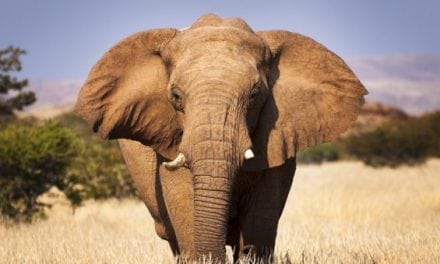 Argentine Hunter Killed by Elephant in Namibia