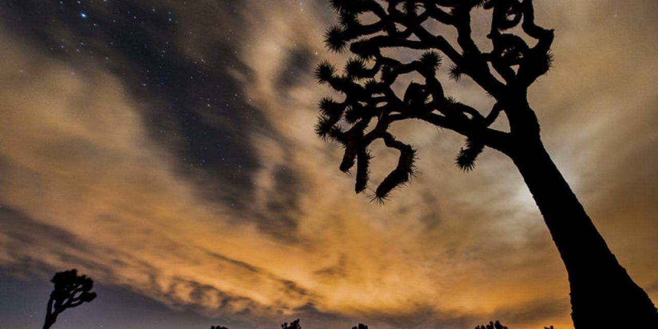 Beautiful Oddities Of Joshua Tree