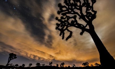 Beautiful Oddities Of Joshua Tree