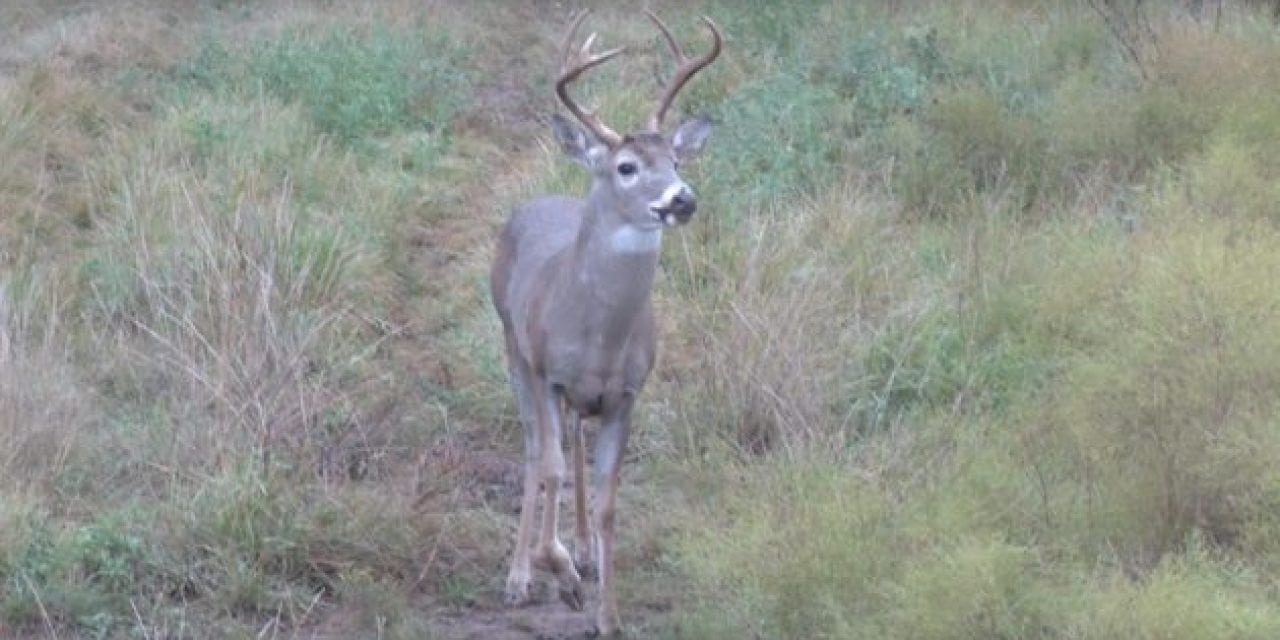 Broken Leg Doesn’t Keep This Buck Down