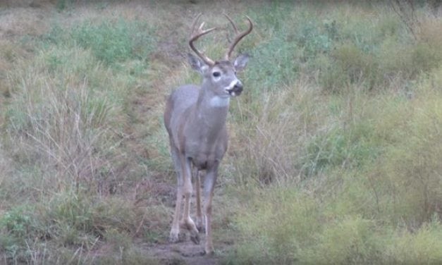 Broken Leg Doesn’t Keep This Buck Down