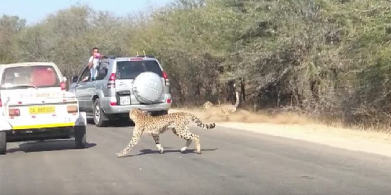 Cheetah Chases Impala Straight Into Tourist’s Car Window