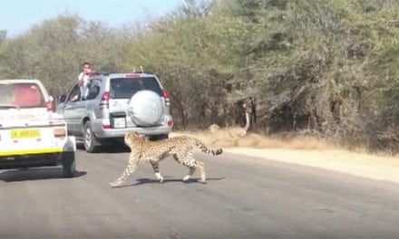 Cheetah Chases Impala Straight Into Tourist’s Car Window