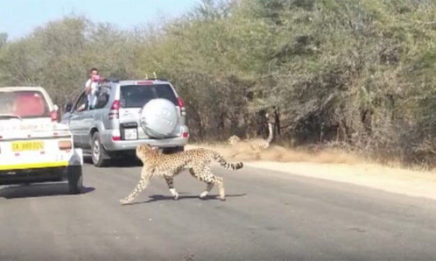 Cheetah Chases Impala Straight Into Tourist’s Car Window