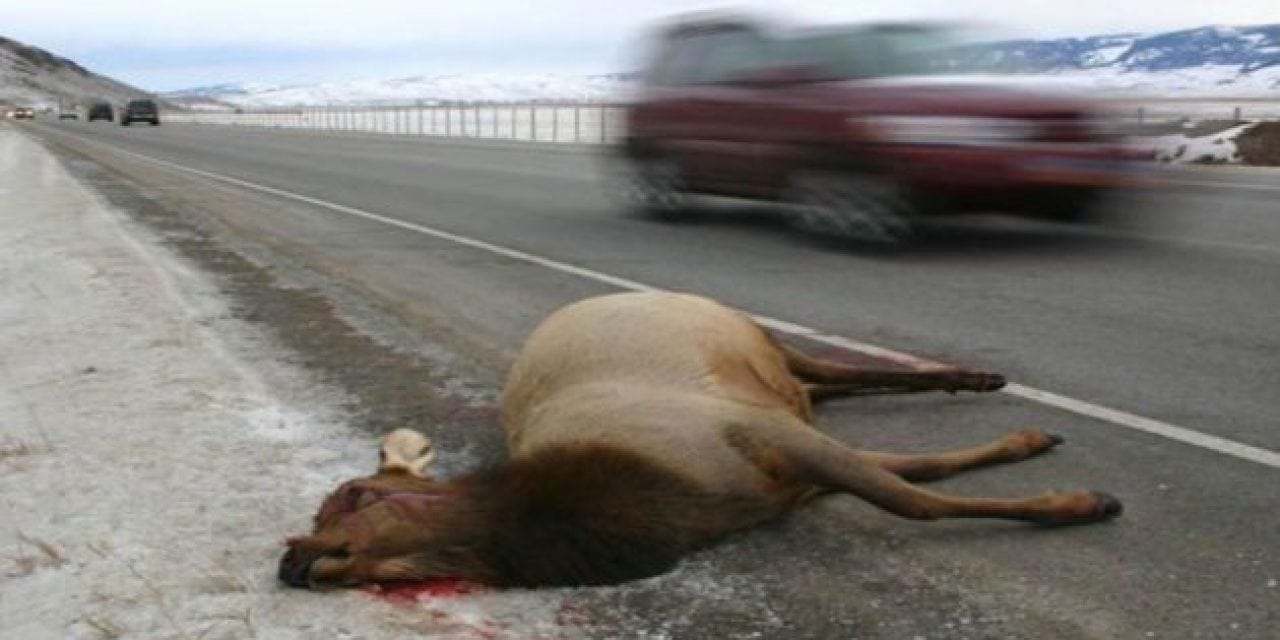 Cleaning Up on Roadkill: Washington Residents Take 1,600 Deer and Elk Home in Law’s First Year