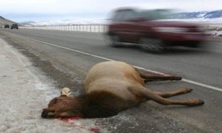 Cleaning Up on Roadkill: Washington Residents Take 1,600 Deer and Elk Home in Law’s First Year