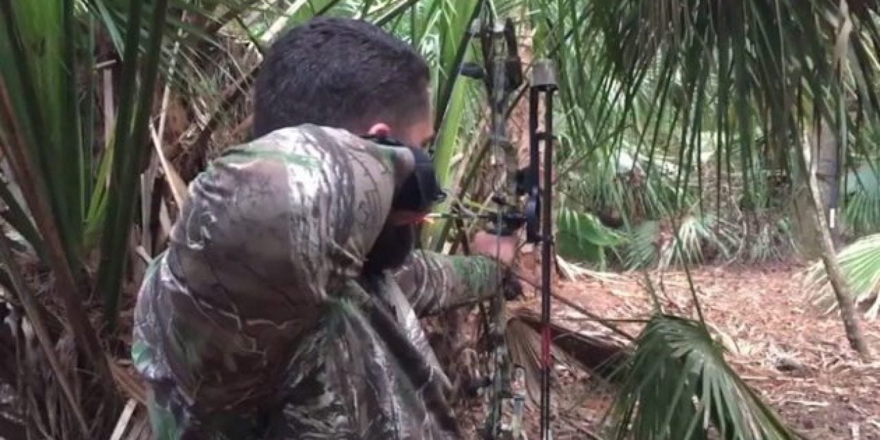 Could You Hit a Wild Hog Through the Palmettos Like This?