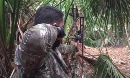 Could You Hit a Wild Hog Through the Palmettos Like This?
