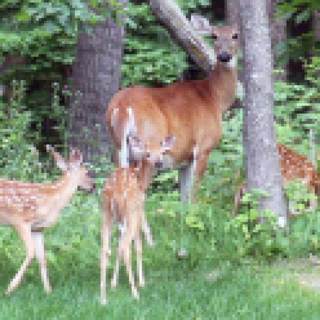 Create the Nastiest, Most Beneficial Bedding Areas for Deer Hunting Outdoor Enthusiast