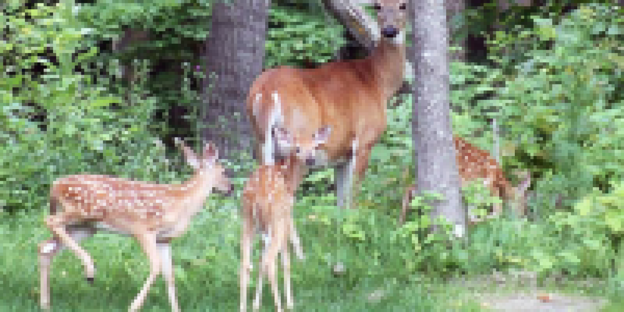 Create the Nastiest, Most Beneficial Bedding Areas for Deer Hunting