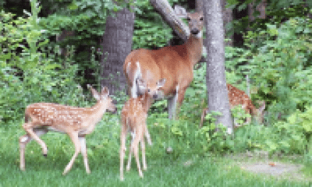 Create the Nastiest, Most Beneficial Bedding Areas for Deer Hunting