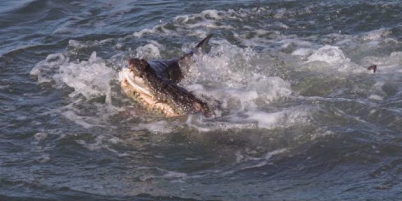 Deathmatch of the Day: Saltwater Croc vs. Shark
