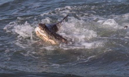 Deathmatch of the Day: Saltwater Croc vs. Shark