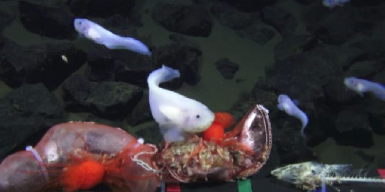 Deepest Living Fish Ever Recorded at More Than Five Miles Deep