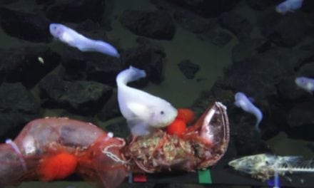 Deepest Living Fish Ever Recorded at More Than Five Miles Deep