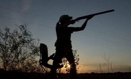 Early Signs Point to an Awesome Dove Season in Texas This Year