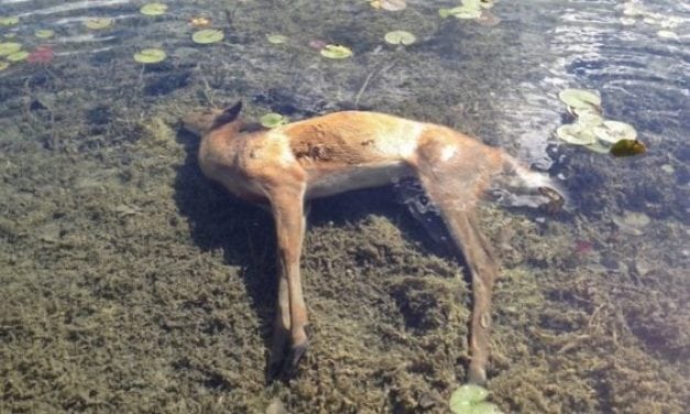 EHD Hits Deer in Ohio Once Again