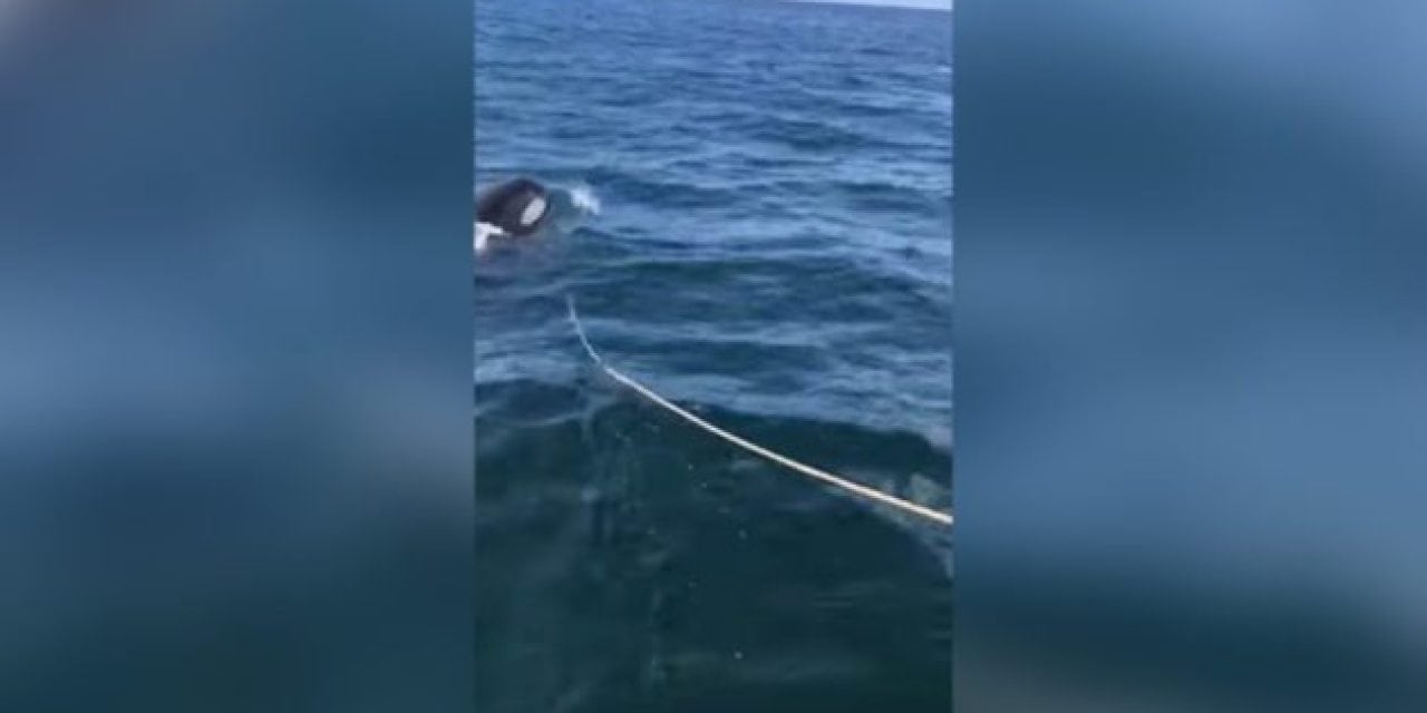 Father and Son’s Salmon Fishing Boat Attacked by Orca (Warning: Explicit Language)