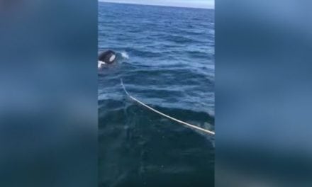 Father and Son’s Salmon Fishing Boat Attacked by Orca (Warning: Explicit Language)