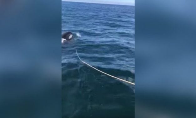 Father and Son’s Salmon Fishing Boat Attacked by Orca (Warning: Explicit Language)