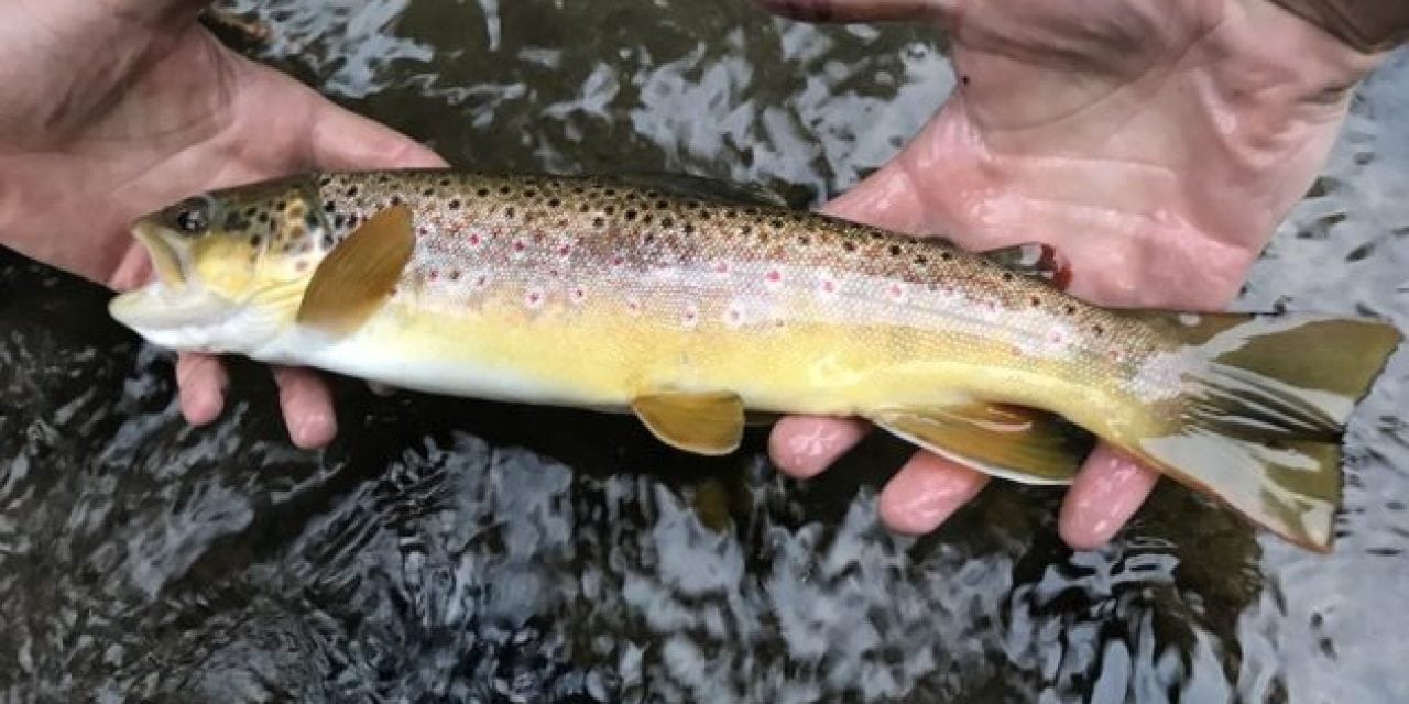 Fishing the Small Tributaries of the Gallatin River in Montana and Finally Finding Trout