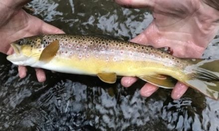 Fishing the Small Tributaries of the Gallatin River in Montana and Finally Finding Trout