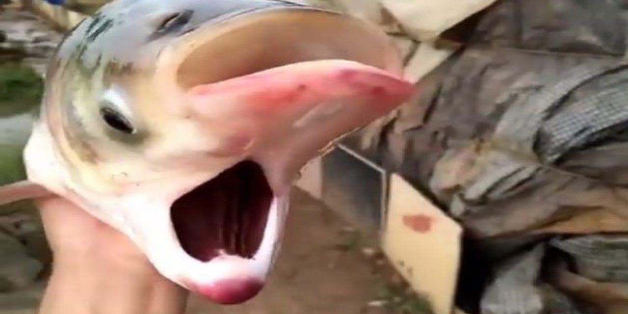 Freaky Two-Faced Carp is the Stuff of Nightmares, But is it Real?