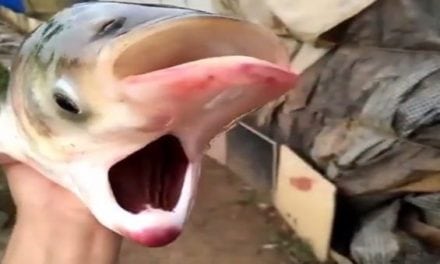 Freaky Two-Faced Carp is the Stuff of Nightmares, But is it Real?