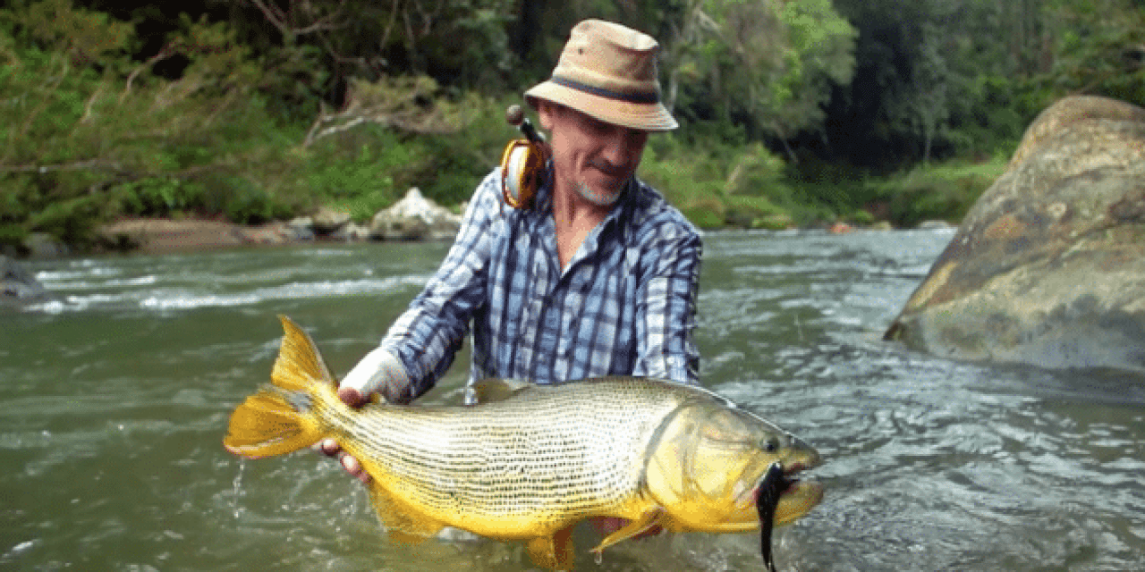 Golden Dorado on the Fly Are a Flat Out Rush
