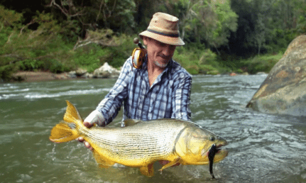 Golden Dorado on the Fly Are a Flat Out Rush