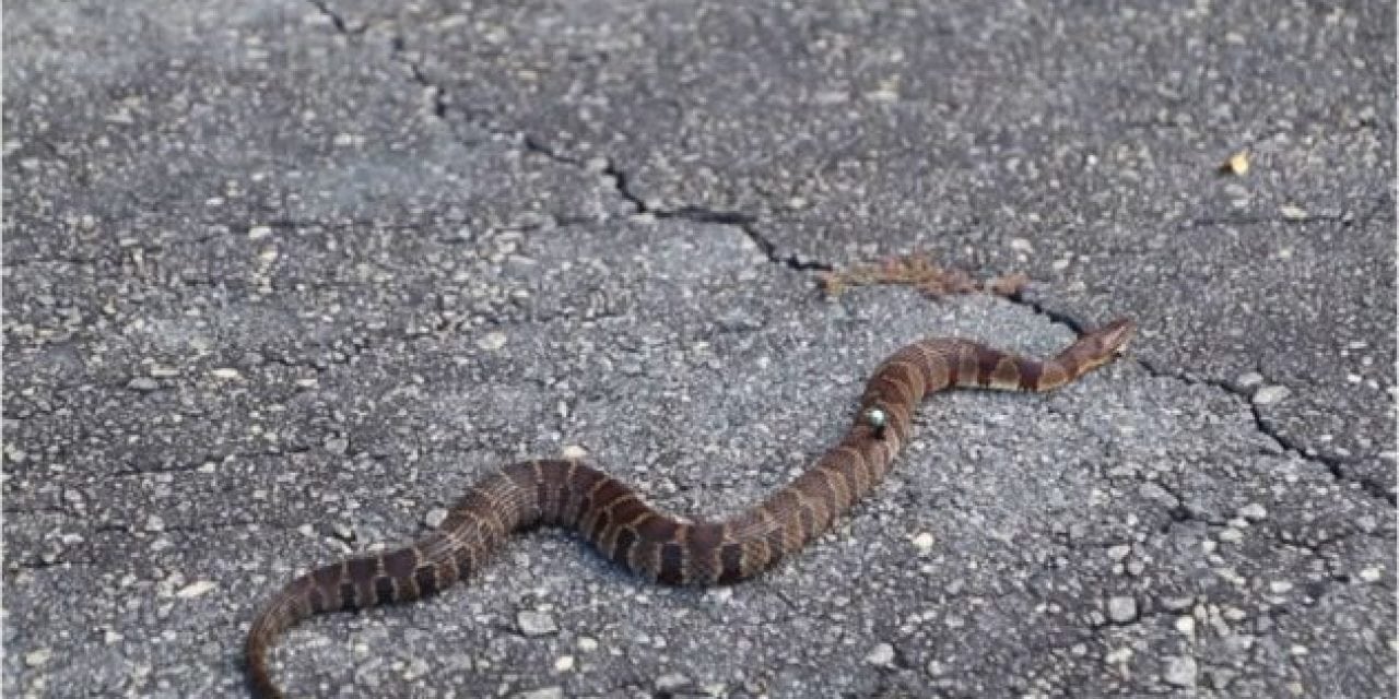 Guy Snags a Snake While Fishing, Now What?