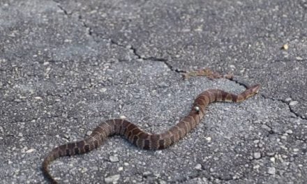 Guy Snags a Snake While Fishing, Now What?