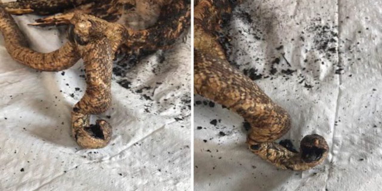 Hawk Grabs Snake, 40-Acre Wildfire Ensues. Wait, What?!