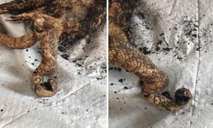 Hawk Grabs Snake, 40-Acre Wildfire Ensues. Wait, What?!