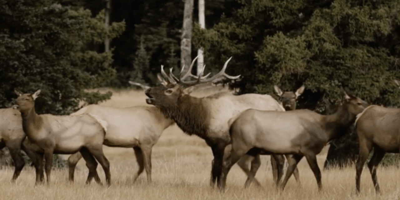 HOMESTEAD is One Elk Hunting Film You Don’t Want to Miss