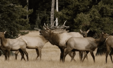 HOMESTEAD is One Elk Hunting Film You Don’t Want to Miss
