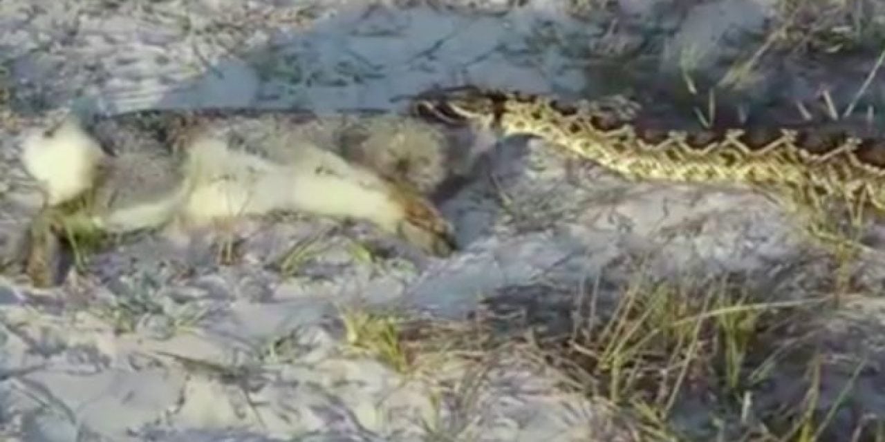 How Far Can a Rabbit Bitten by a Diamondback Rattlesnake Go? About This Far