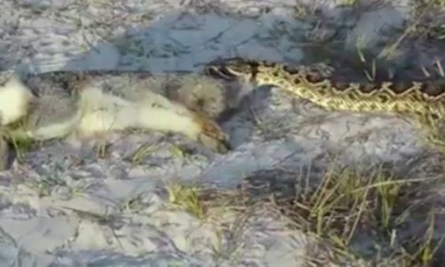 How Far Can a Rabbit Bitten by a Diamondback Rattlesnake Go? About This Far