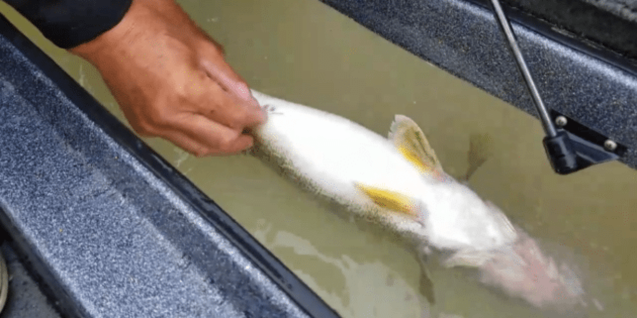 How to Fizz a Walleye: Catch and Release Fish From Deep Water