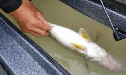 How to Fizz a Walleye: Catch and Release Fish From Deep Water