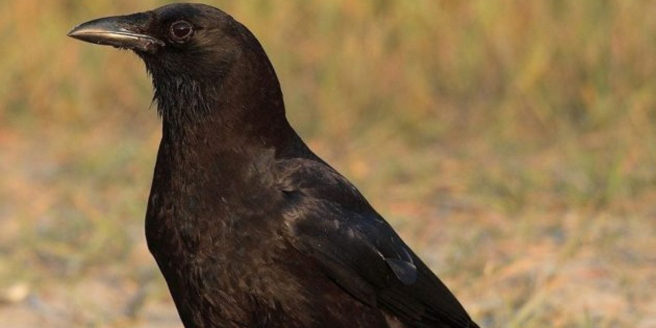How to Get Started Hunting Crows: 5 Useful Tips